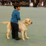 Dog Show Sevilla 2013