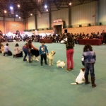 Dog Show Sevilla 2013