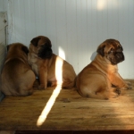 Puppies of Tierra de Toros