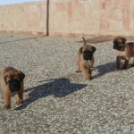 Puppies de Tierra de Toros Bullmastiffs