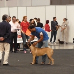 Expo Canina Jaen 2012