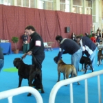 Expo canina Jerez 2012