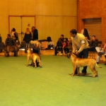 Sevilla Dog Show 2013