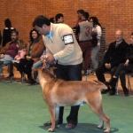 Sevilla Dog Show 2013